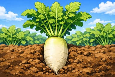 Daikon