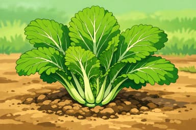 Mustard Greens