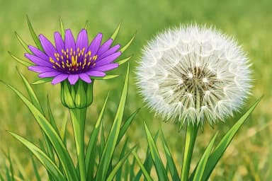 Salsify