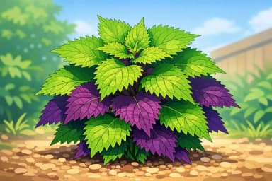 Shiso