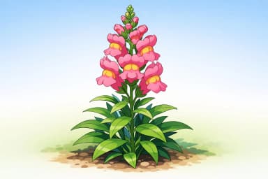 Snapdragon