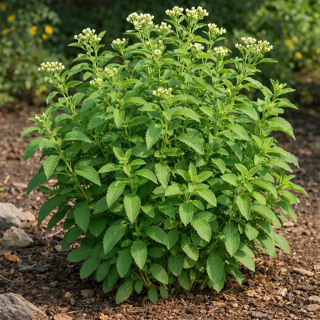 Stevia mature