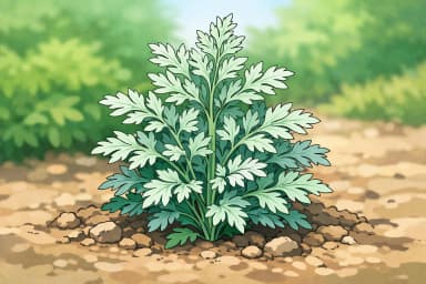 Wormwood
